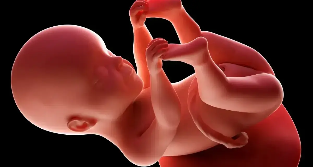 Płód w 25 tygodniu ciąży, zwinięty w kłębek, z dłońmi przy twarzy. Rozwój trwa.