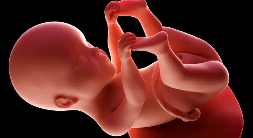 Płód w 25 tygodniu ciąży, zwinięty w kłębek, z dłońmi przy twarzy. Rozwój trwa.