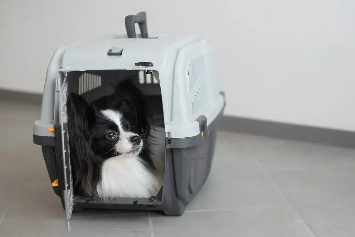 Mały piesek rasy papillon w transporterze, gotowy na podr&oacute;ż samolotem.
