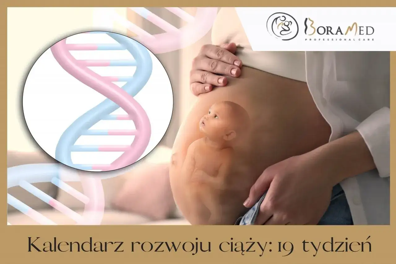 Brzuszek w 19 tygodniu ciąży z widocznym dzieckiem i spiralą DNA. Kalendarz rozwoju ciąży.